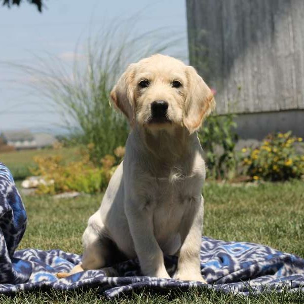 Rachel, Golden Retriever Mix Puppy