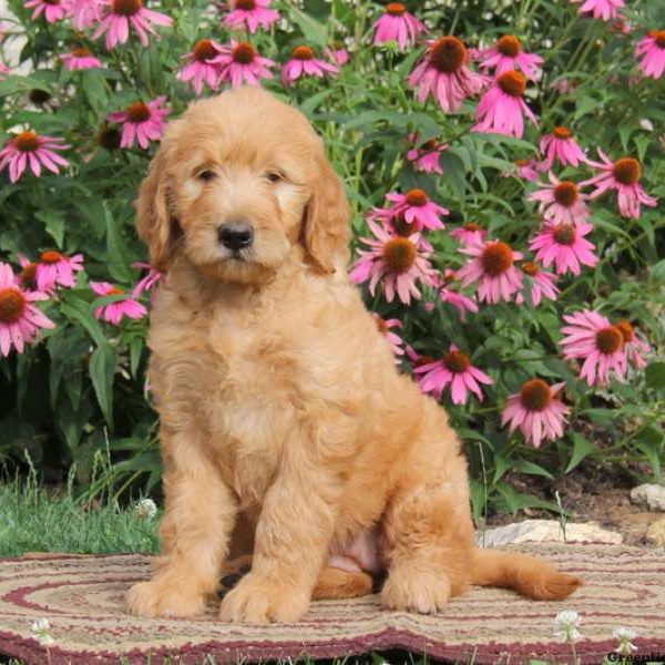 Rachel, Goldendoodle Puppy