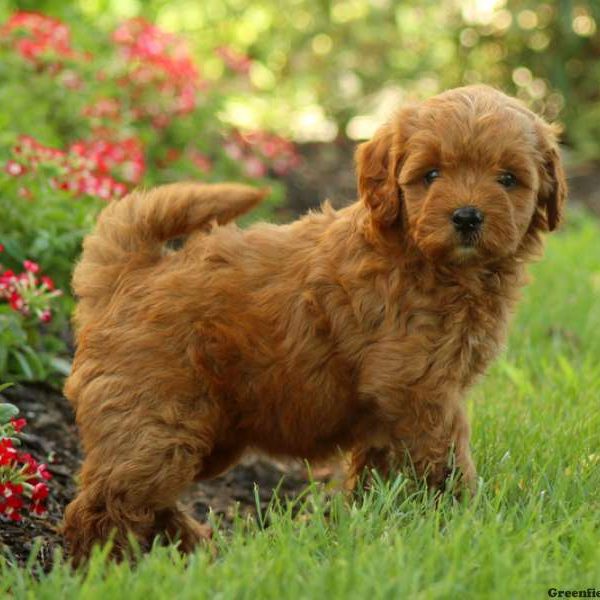 Rachel, Goldendoodle-Miniature Puppy