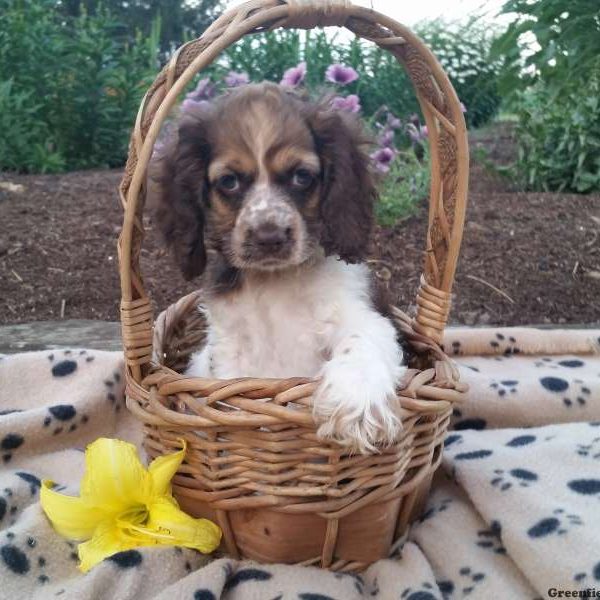 Rachel, Cocker Spaniel Puppy