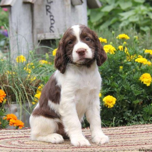 Rachel, English Springer Spaniel Puppy