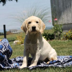 Rachel, Golden Retriever Mix Puppy