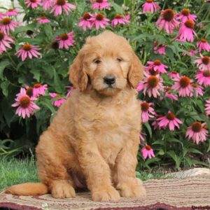 Rachel, Goldendoodle Puppy