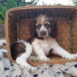 Rachel, Cocker Spaniel Puppy