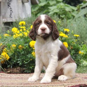 Rachel, English Springer Spaniel Puppy