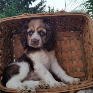 Rachel, Cocker Spaniel Puppy