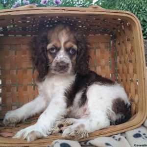 Rachel, Cocker Spaniel Puppy