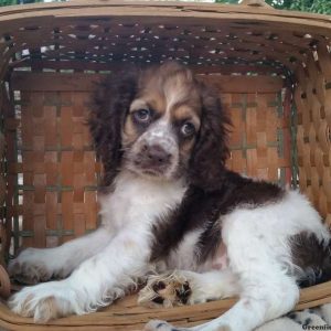 Rachel, Cocker Spaniel Puppy