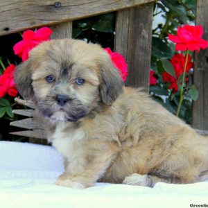 Radar, Shichon / Teddy Bear Puppy