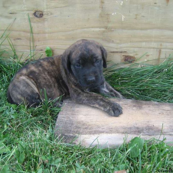 Raina, English Mastiff Puppy