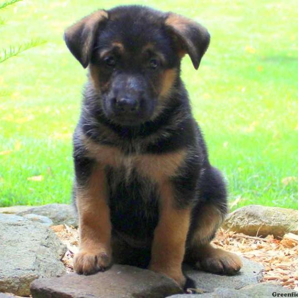 Rainbow Trudy, German Shepherd Puppy