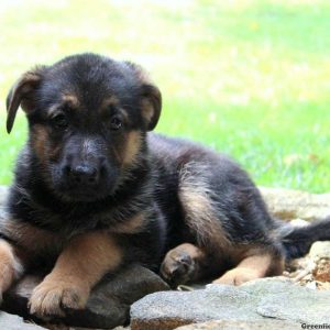 Rainbow Trudy, German Shepherd Puppy