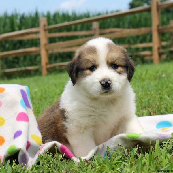 Rainbow, Bernese Mountain Dog Mix Puppy