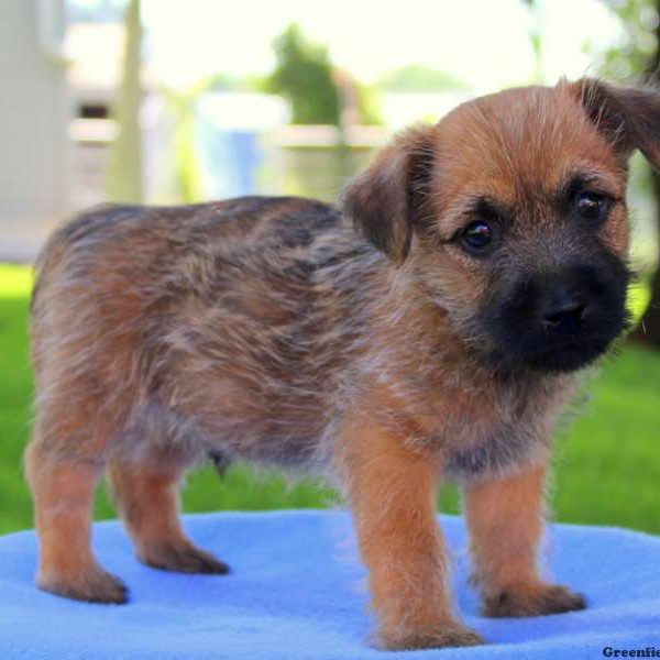 Rainbow, Cairn Terrier Puppy