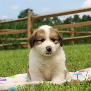 Rainbow, Bernese Mountain Dog Mix Puppy