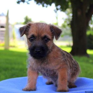 Rainbow, Cairn Terrier Puppy