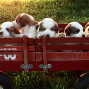 Rainbow, Bernese Mountain Dog Mix Puppy