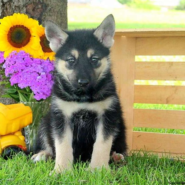 Raine, Alaskan Malamute Mix Puppy