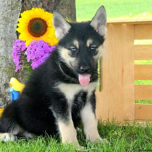 Raine, Alaskan Malamute Mix Puppy