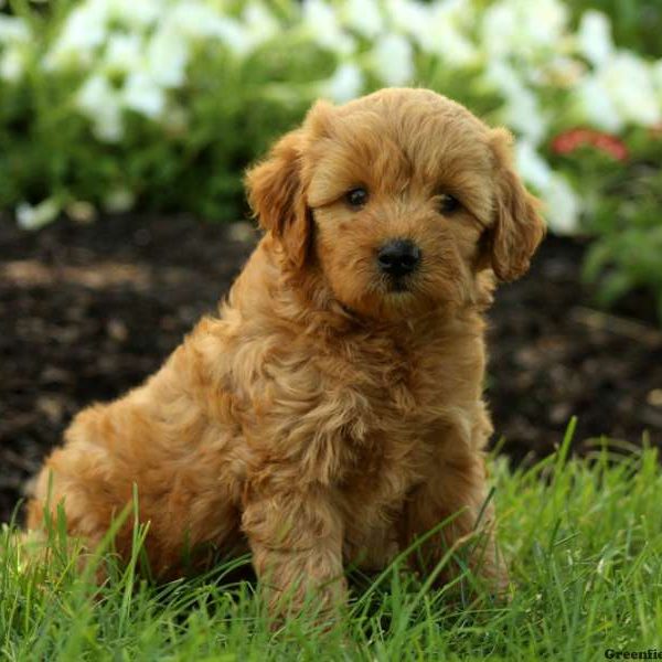 Raleigh, Goldendoodle-Miniature Puppy