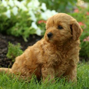 Raleigh, Goldendoodle-Miniature Puppy