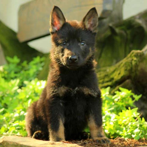 Ralph, German Shepherd Puppy