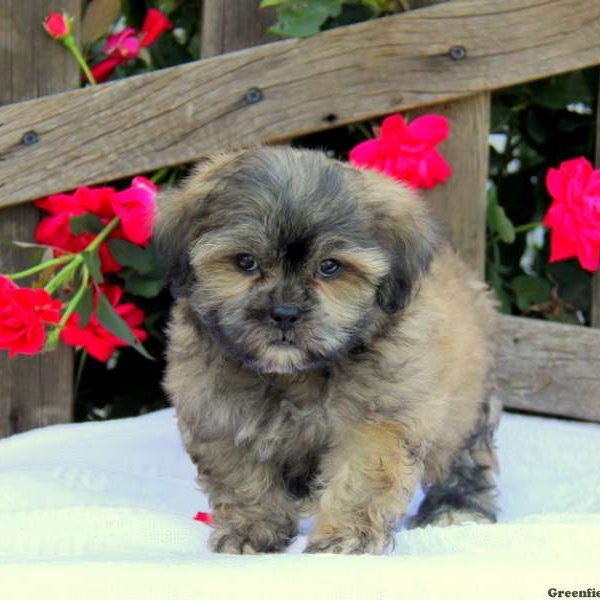 Ralph, Shichon / Teddy Bear Puppy