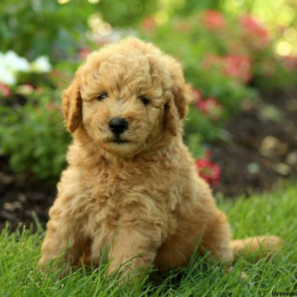 Ralph, Goldendoodle-Miniature Puppy