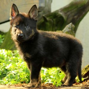 Ralph, German Shepherd Puppy