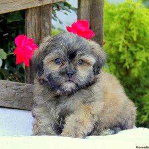 Ralph, Shichon / Teddy Bear Puppy