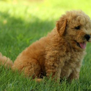 Ralph, Goldendoodle-Miniature Puppy