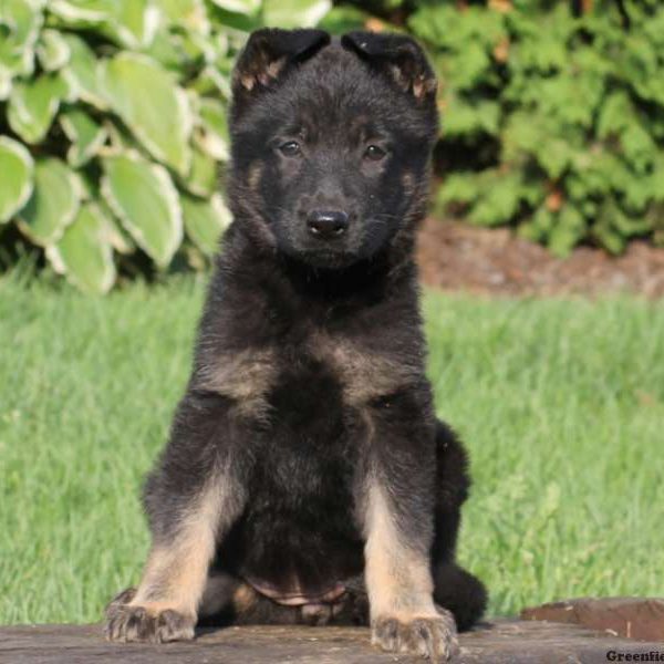 Ranae, German Shepherd Puppy