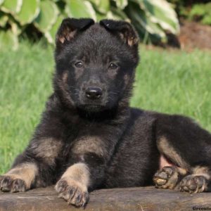 Ranae, German Shepherd Puppy