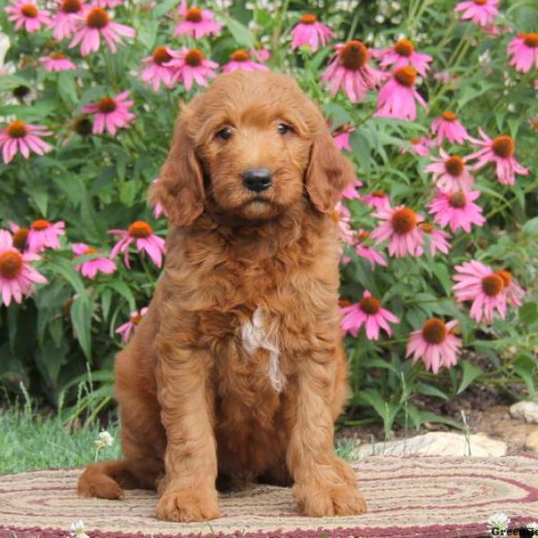 Randy, Goldendoodle Puppy