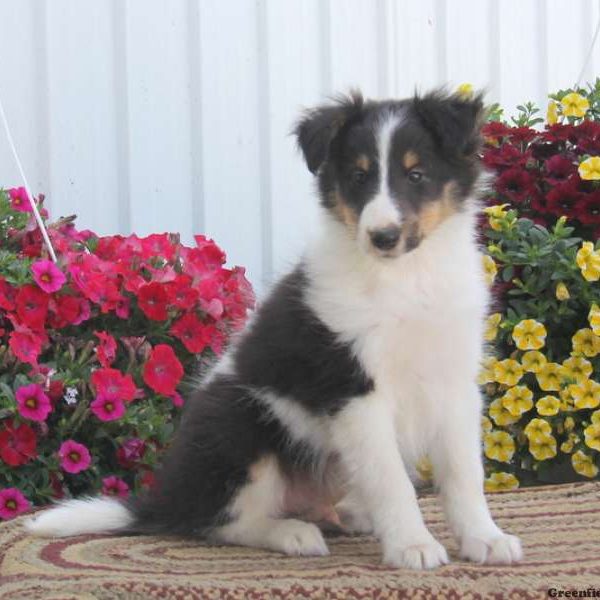 Randy, Shetland Sheepdog Puppy