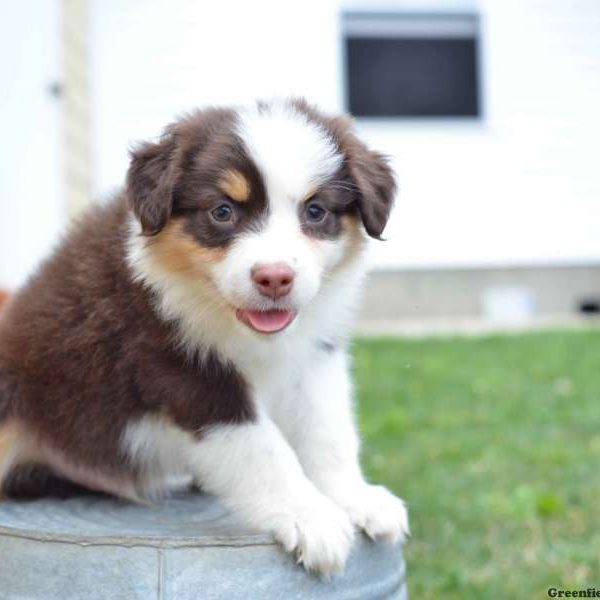 Randy, Australian Shepherd Puppy