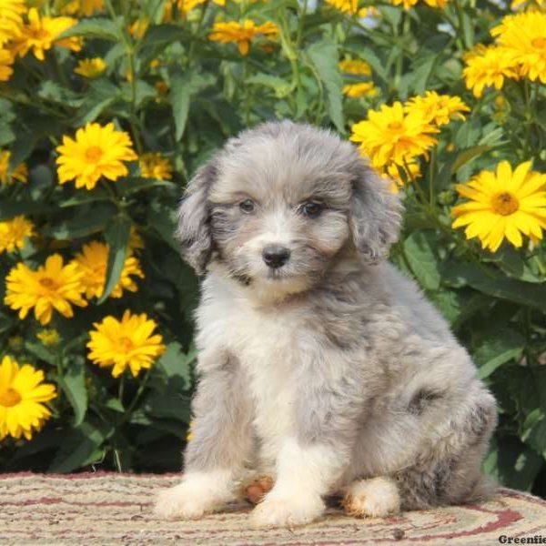 Randy, Aussiedoodle Puppy