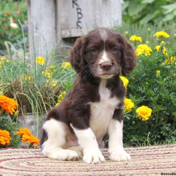 Randy, English Springer Spaniel Puppy