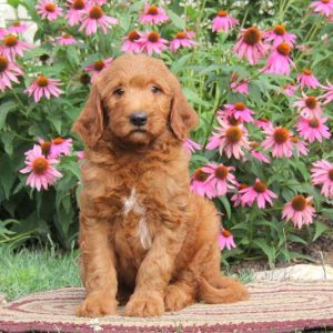 Randy, Goldendoodle Puppy