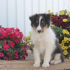 Randy, Shetland Sheepdog Puppy