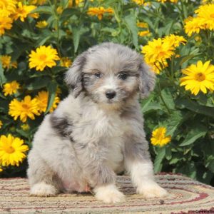 Randy, Aussiedoodle Puppy