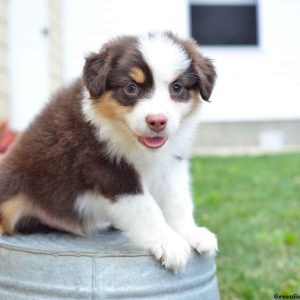 Randy, Australian Shepherd Puppy