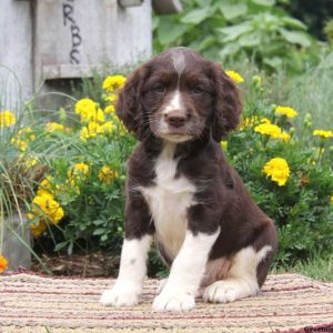 Randy, English Springer Spaniel Puppy