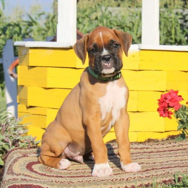 Ranger, Boxer Puppy