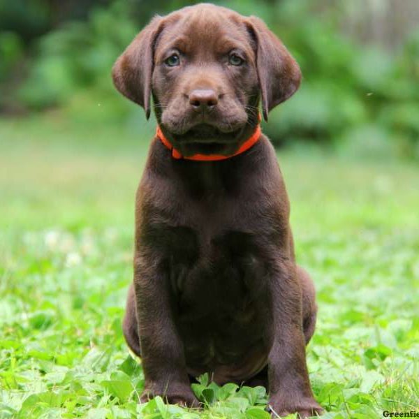 Ranger, Labrador Retriever-Chocolate Puppy