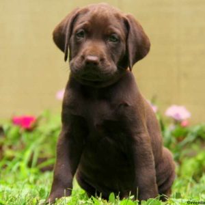 Ranger, Labrador Retriever-Chocolate Puppy