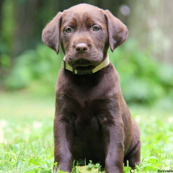 Rascal, Labrador Retriever-Chocolate Puppy