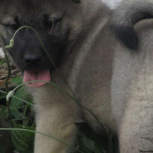 Rascal, Norwegian Elkhound Puppy