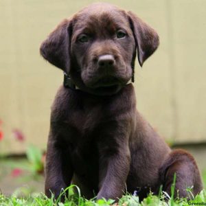 Rascal, Labrador Retriever-Chocolate Puppy