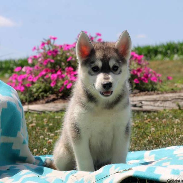 Raymond, Pomsky Puppy